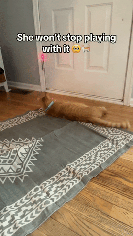 ZapFun Pet Toy – Endless Play for Cats & Dogs! 🐾
